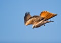 A Red KiteÃÂ´s nosedive Royalty Free Stock Photo