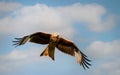 Red kite soaring in flight against blue sky Royalty Free Stock Photo