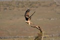 red kite takes off from its perch Royalty Free Stock Photo