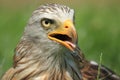 Red kite Royalty Free Stock Photo