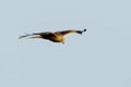 Red Kite (Milvus milvus) in flight against a clear sky, taken in the UK Royalty Free Stock Photo