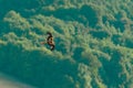 Red Kite (Milvus milvus) in flight over forest in the Chiltern Hills Royalty Free Stock Photo