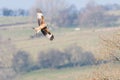 Red kite & x28;Milvus milvus& x29; banking in flight with underside visibl Royalty Free Stock Photo