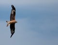 Red Kites Royalty Free Stock Photo