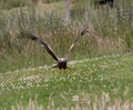 Red Kites Royalty Free Stock Photo
