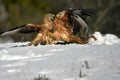 Red kites fight on snow Royalty Free Stock Photo