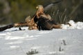 Red kites fight on snow Royalty Free Stock Photo