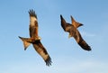 Red kites in flight against blue sky