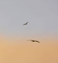 Red kites in flight Royalty Free Stock Photo