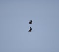 Red kites in flight Royalty Free Stock Photo