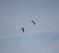 Red kites in flight Royalty Free Stock Photo