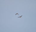 Red kites in flight Royalty Free Stock Photo