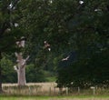 Red kites in flight through trees Royalty Free Stock Photo