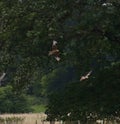 Red kites in flight through trees Royalty Free Stock Photo