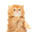 Red kitten Royalty Free Stock Photo