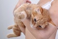 Red kitten Royalty Free Stock Photo