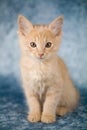 Red kitten Royalty Free Stock Photo