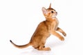 Red kitten Abyssinian cat plays on its hind legs isolated on white