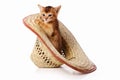 Red kitten abyssinian cat sitting in a hat isolated on white