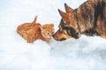 Red kitten and big dog playing together in the snow Royalty Free Stock Photo