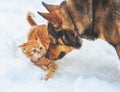 Red kitten and big dog playing together in the snow Royalty Free Stock Photo