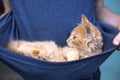 Red kitten in boys blue tshirt