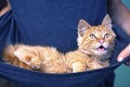 Red kitten in boys blue tshirt