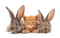 Red kitten and bunnies. Royalty Free Stock Photo