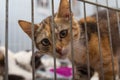 Red kitten in a cage arrives at the shelter Royalty Free Stock Photo