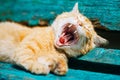 Red Kitten Cat Sleeps On A Bench In Park Royalty Free Stock Photo