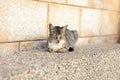 Red kitten cat sleeps on a bench in park in hot summer day Royalty Free Stock Photo