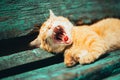 Red Kitten Cat Sleeps On A Bench In Park Royalty Free Stock Photo