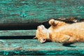 Red Kitten Cat Sleeps On A Bench In Park Royalty Free Stock Photo