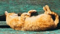 Red kitten cat sleeps on a bench in park Royalty Free Stock Photo