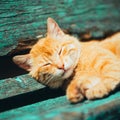 Red Kitten Cat Sleeps On A Bench In Park Royalty Free Stock Photo