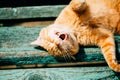 Red Kitten Cat Sleeps On A Bench In Park Royalty Free Stock Photo