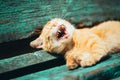 Red kitten cat sleeps on a bench in park Royalty Free Stock Photo