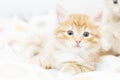 Red kitten into a coloured basket,siberian cat at two months Royalty Free Stock Photo