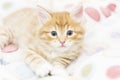 Red kitten into a coloured basket,siberian cat at two months Royalty Free Stock Photo