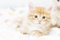 red kitten into a coloured basket,siberian cat at two months Royalty Free Stock Photo