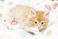 red kitten into a coloured basket,siberian cat at two months Royalty Free Stock Photo