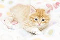 red kitten into a coloured basket,siberian cat at two months Royalty Free Stock Photo