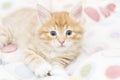 red kitten into a coloured basket,siberian cat at two months Royalty Free Stock Photo