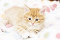 red kitten into a coloured basket,siberian cat at two months Royalty Free Stock Photo