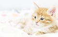 red kitten into a coloured basket, siberian cat at two months Royalty Free Stock Photo