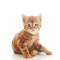 Red kitten Royalty Free Stock Photo