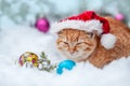 Red kitten dressed Santa Claus hat