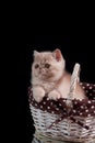 A red kitten of an exotic shorthair breed sits in a wicker basket on a dark background close-up. Mother`s Day. Surprise for women Royalty Free Stock Photo