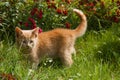 Red kitten in the garden