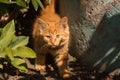 Red kitten in the garden